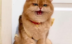 羞羞漫画无限金币免费阅读!